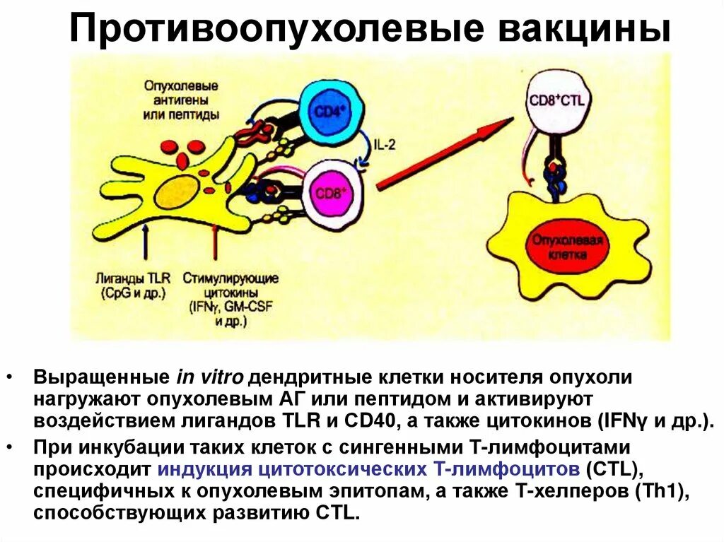 Вакцины содержат антигены. Механизм действия противоопухолевой вакцины. Механизмы противоопухолевого иммунитета. Дендритные клетки иммунология. Механизм действия вакцины иммунология.