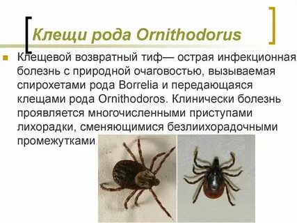 Возбудителем таежного энцефалита являются