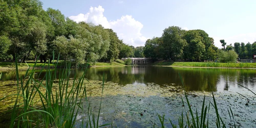 Нарские пруды. Москва царицыно верхний царицынский пруд. Владимир название водоема. Имена прудов. Пистия телорезовидная.