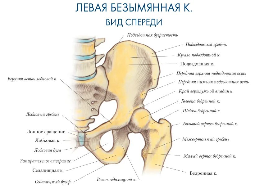 Нижняя подвздошная кость. Тазовая кость гребень подвздошной кости. Седалищная кость кость анатомия. Лобковая кость гребень лобковой кости. Подвздошная кость таза анатомия.