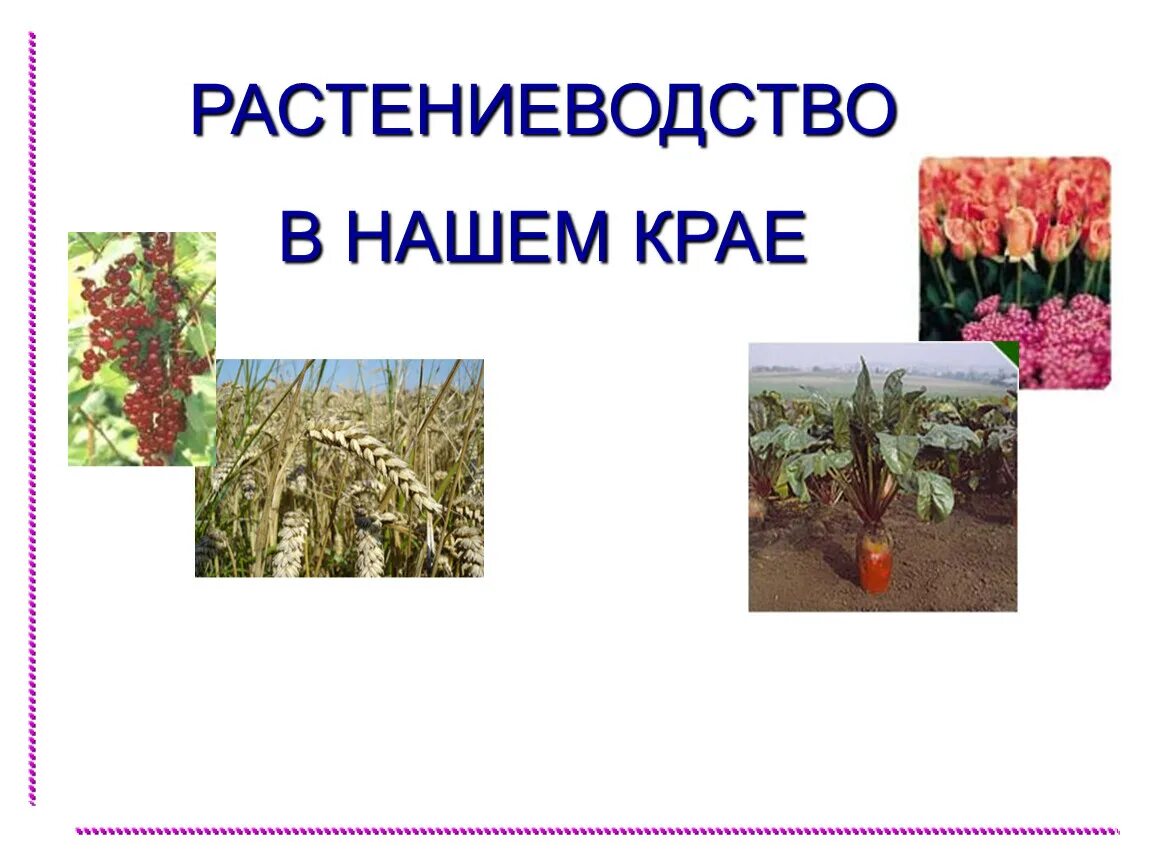 Презентация 4 класс растениеводство в нашем крае. Растениеводство в нашем крае. Растениеводство в нашем крае 4. Растениеводство в нашем крае 4 класс. Растениеводство в нашем крае окружающий мир.