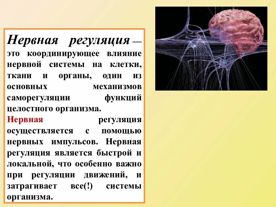 Нервный механизм регуляции функций. Нервная регуляция функций организма осуществляется с помощью чего. Роль нервной системы в регуляции функций организма. Нервная и гуморальная регуляция деятельности организма