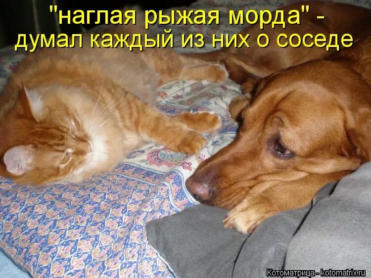 наглая морда кота. кота разбудили. наглый перевод. наглый перевод. наглый кот.