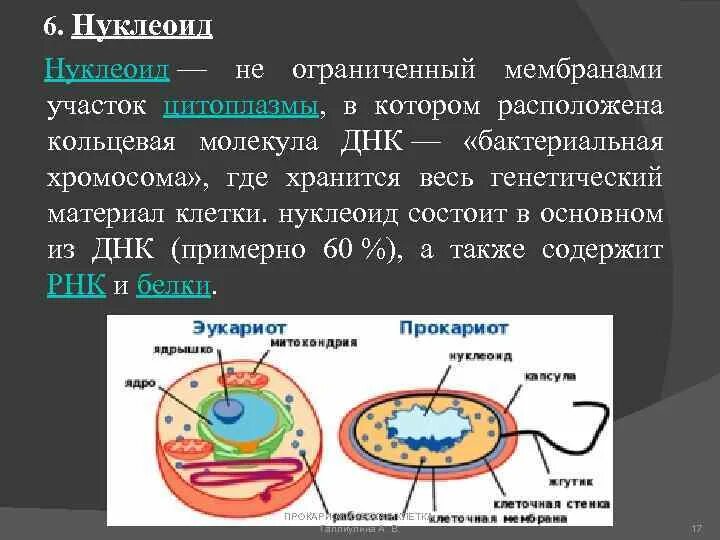 Ядро прокариотов содержит