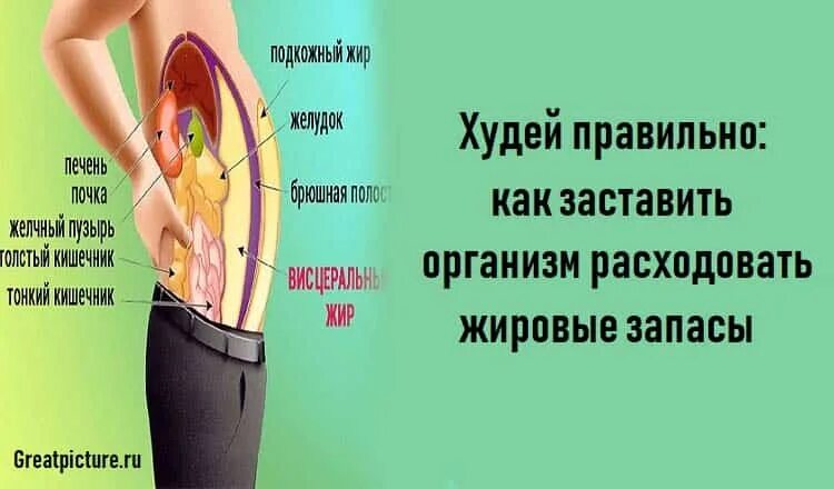 Жировые запасы. Жировые запасы организма. как заставить организм сжигать запасы жира. куда девается жир при похудении. как заставить организм худеть.