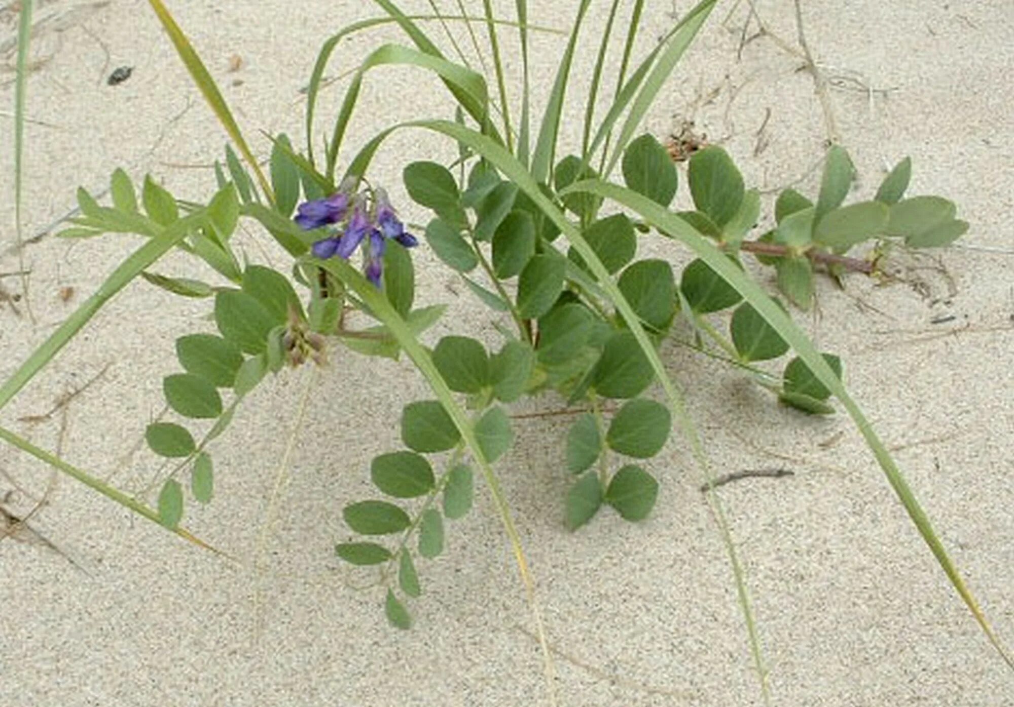 Чина японская (Lathyrus japonicus). Чина Приморская. Джампал (чина). Морской горошек растение. Морской горох