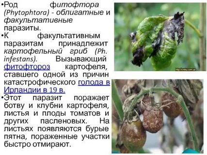 Какие растения поражаются фитофторой