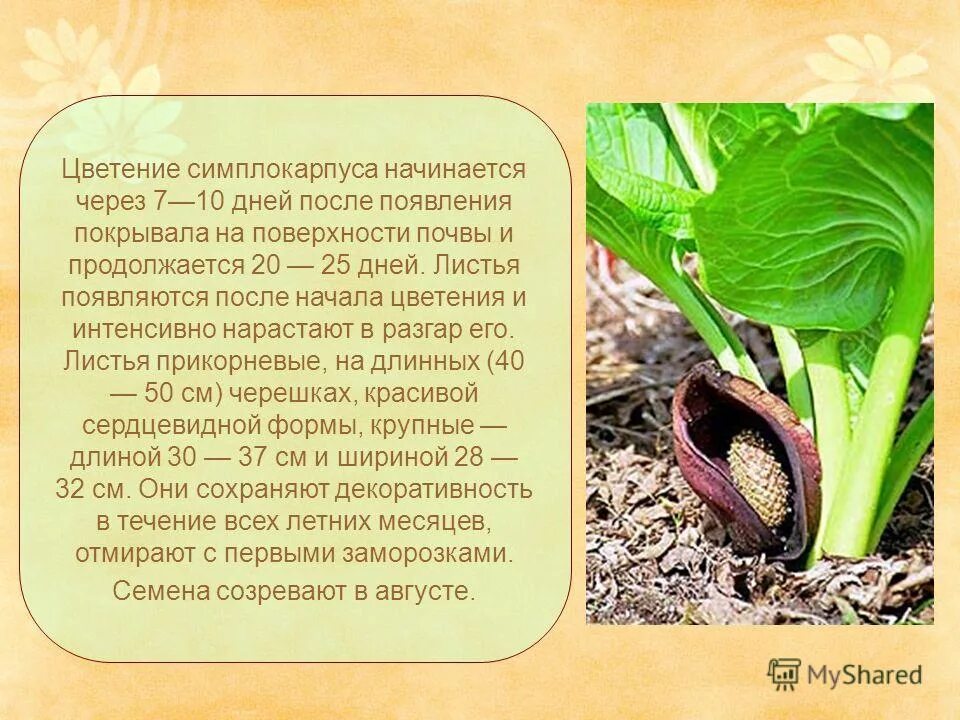 Что образуется после. Что образуется после