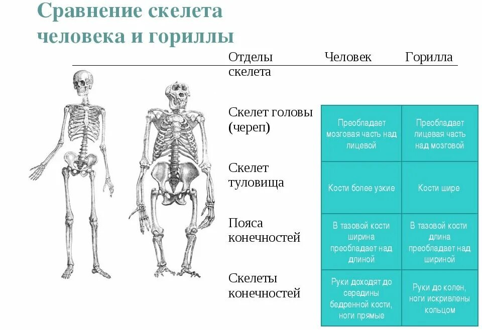 Таблица по биологии 8 класс строение скелета. Сравнительная таблица скелета человека и обезьяны. строение скелета человека и человекообразных обезьян. различия скелета человека и обезьяны. скелет человека и гориллы сравнение.