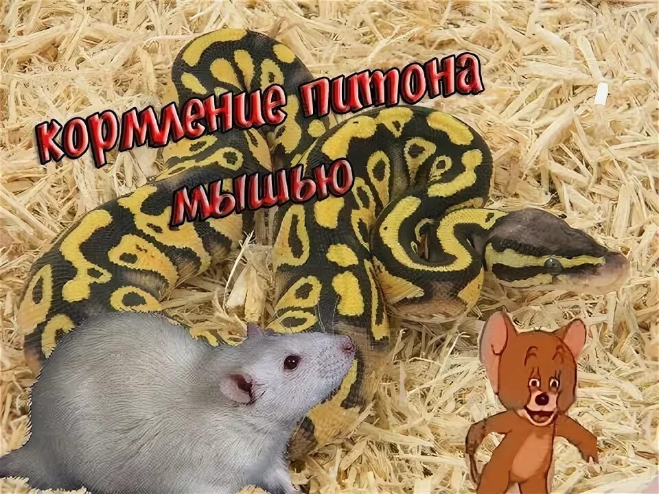 Мышь питон. Королевский питон кормление. королевский питон кормление мышами. кормление живыми мышами.