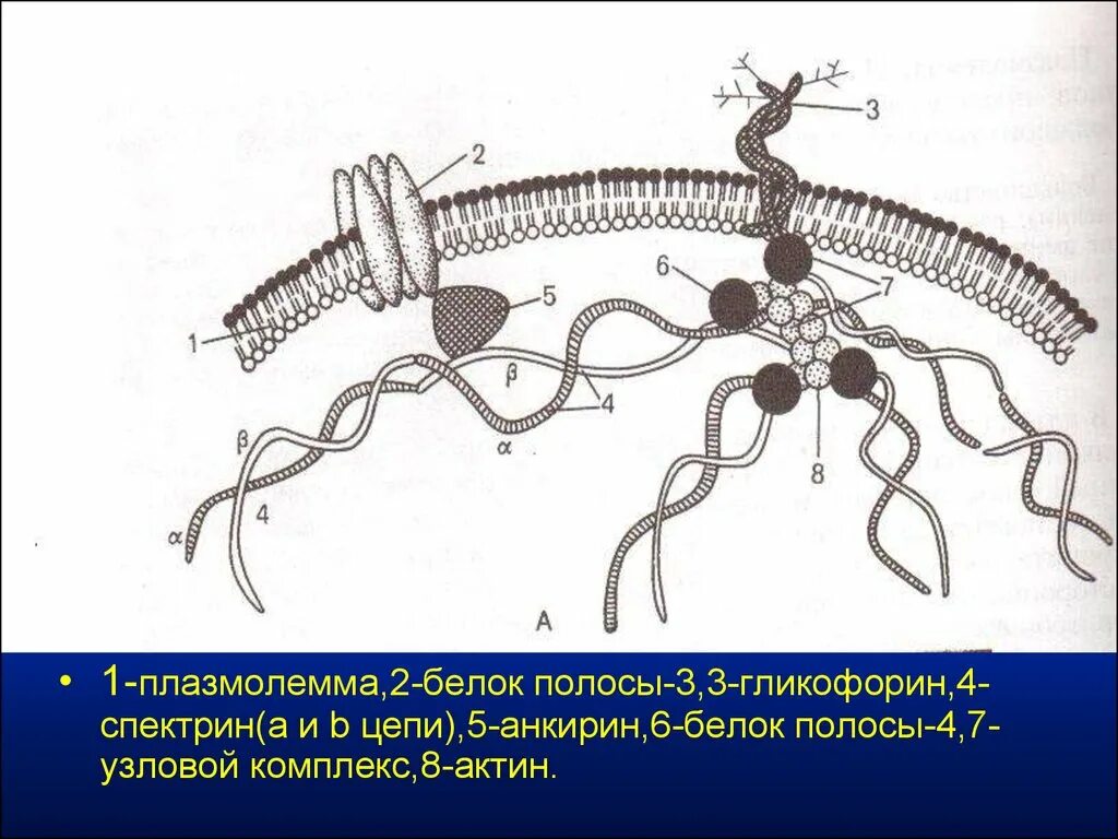 Плазмолемма эритроцита. Схема строения плазмолеммы и цитоскелета эритроцита. Строение плазмолеммы эритроцита. Спектрин и анкирин. Строение плазмолеммы и цитоскелета эритроцита.