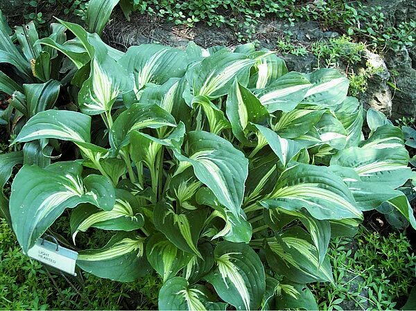Хоста динки донна. Хоста лонг тейл лайтс. Хоста forbidden fruit. Hosta etched glass хоста. Белеющие хосты.