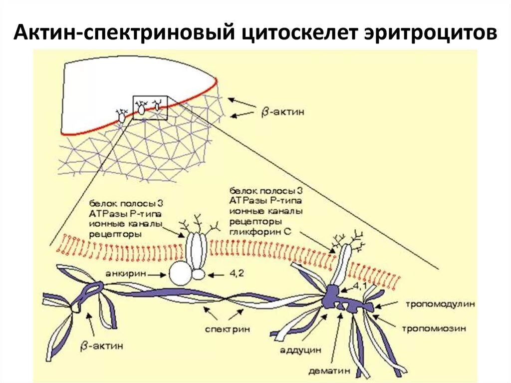 Строение плазмолеммы эритроцита. Плазмоле ма эритроцитов. Плазмолемма эритроцитов. Плазмолемма и примембранный цитоскелет эритроцитов. Особенности строения плазмолеммы эритроцита.