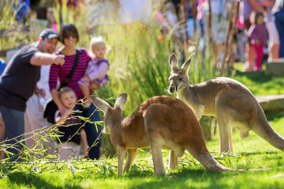 Zoo child. Лондонский зоопарк. Дети в зоопарке. Лондонский зоопарк детский зоопарк. Детский лондонского зоопарка.