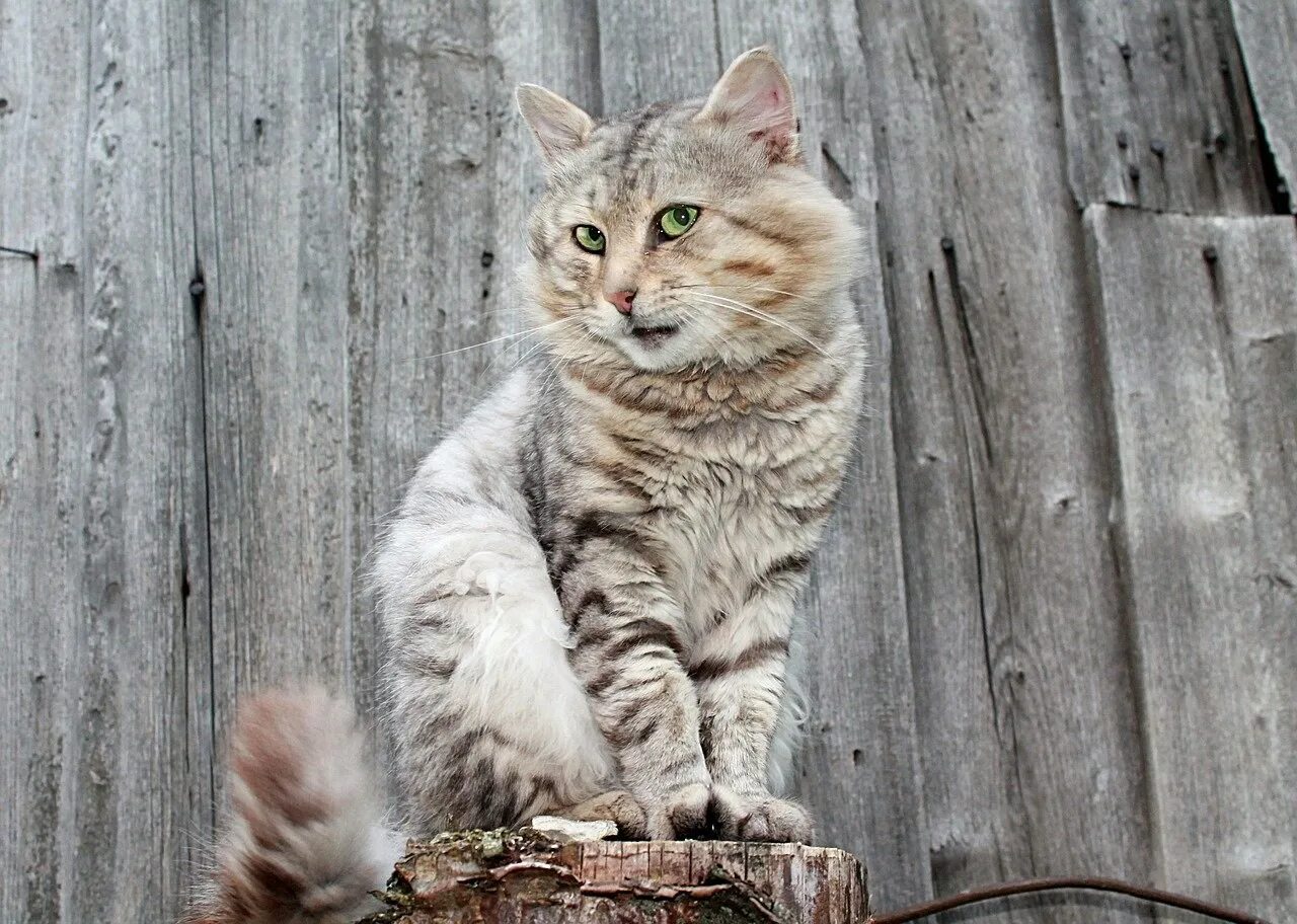 Фото сидящей кошки. Кот сидит. Сидячий кот. Сидячая кошка. КОГК асидит.