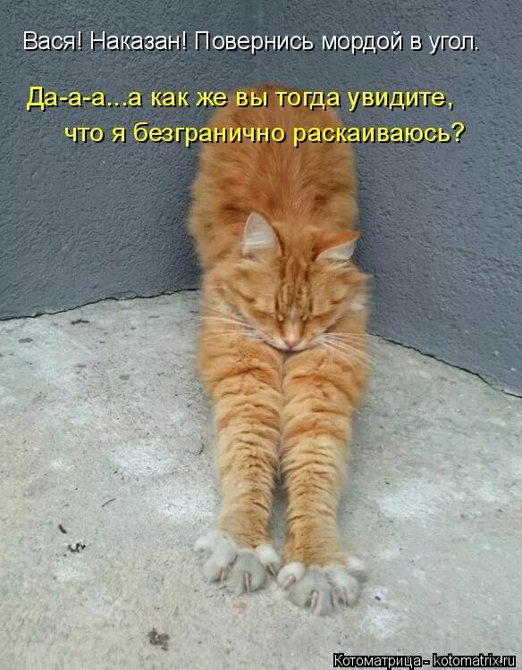 Кот стоящий в углу. Котенок в углу. Кот стоит на ногах. Кот стоит в углу. Кот забился в угол.