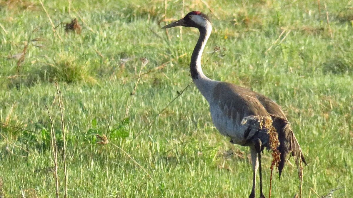 Серый журавль Grus Grus. Серый журавль ХМАО. Кук Турна (Grus Grus. Журавли в Калужской области.