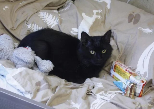 Кот нашел друга. Найден черный кот Московская область 2022. Потерянные кошки. Пропал черный кот 2022. Черный кот Пионерская.