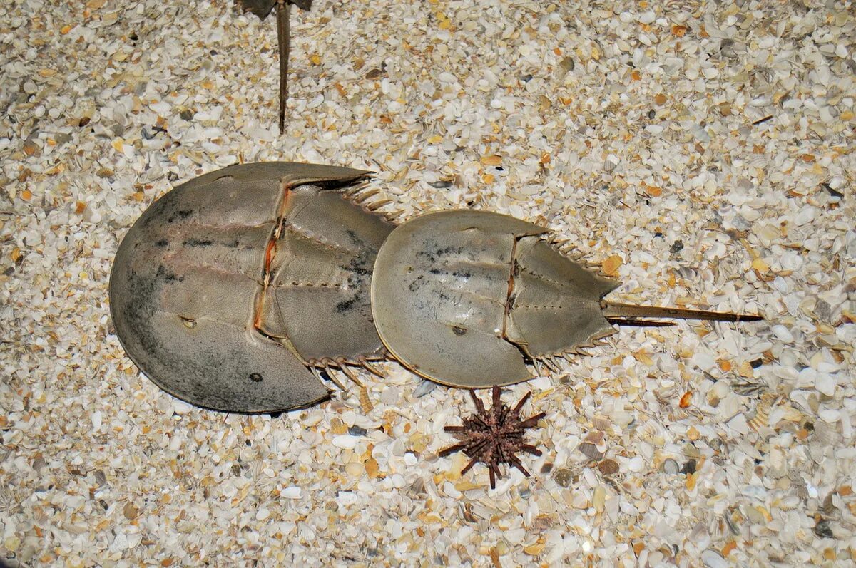 Жук мечехвост. Мечехвост где. Мечехвост рыба. Мечехвост limulus polyphemus. Мечехвост рыба.