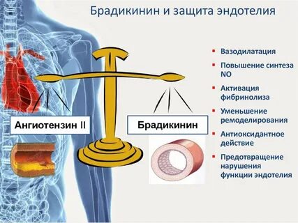 Брадикинин