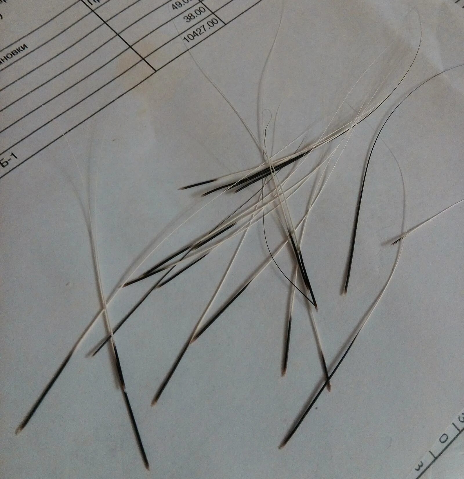 Неровная щетина. Усики у котят. Кот ударился подбородком. Выпадают усы. Кот через увеличительное стекло.