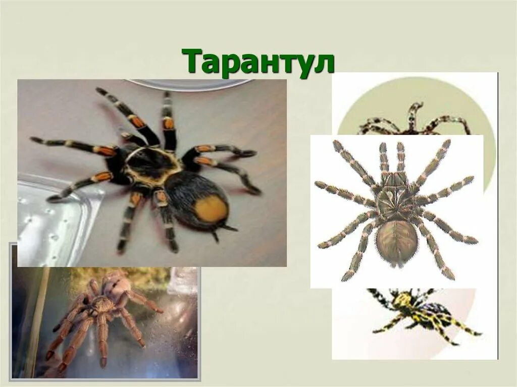 К паукообразным относят