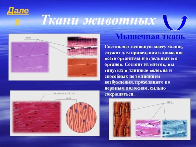 Общее свойство нервной и мышечной ткани. Мышечная ткань животных. Строение мышечной ткани. Строение мышечной ткани животного. Ткани животных мышечная ткань строение.