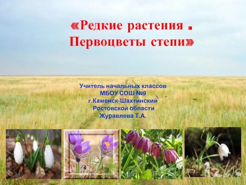 Степь виды растений