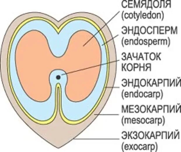Содержимое кокоса является эндоспермом