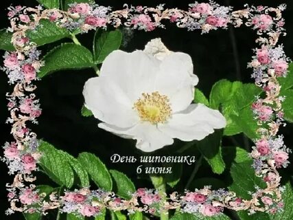 День шиповника