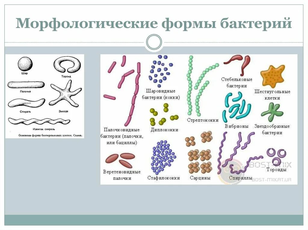 Название 3 бактерий. Формы бактерий микробиология. Палочковидные формы бактерий. Формы бактерий кокки палочковидные и извитые. Морфология кокковых форм бактерий.