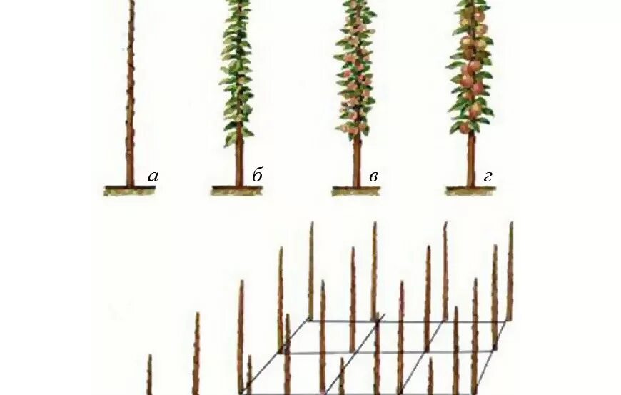 Формирование колоновидной яблони. Схема обрезки колоновидных яблонь весной. Яблоня колоновидная обрезка и формирование. Обрезка колоновидных яблонь осенью. Колоновидные яблони обрезка весной.