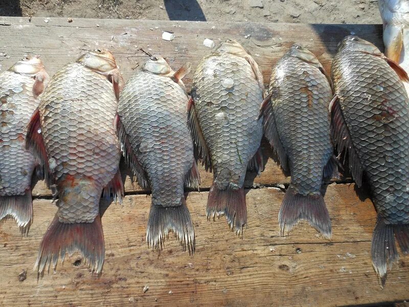 прогноз погоды в харабали на 14. астрахань ахтуба селитренное. прогноз погоды в харабали на 14. прогноз погоды в харабали на 14. михайловка астраханская область харабалинский район.