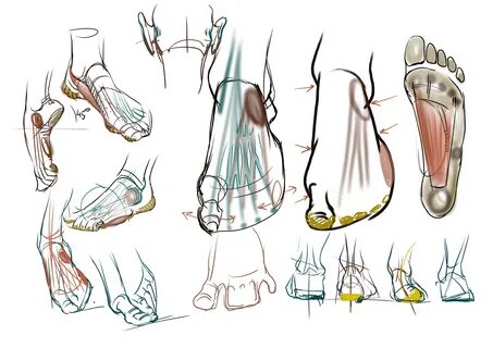 Anatomy teenwxve