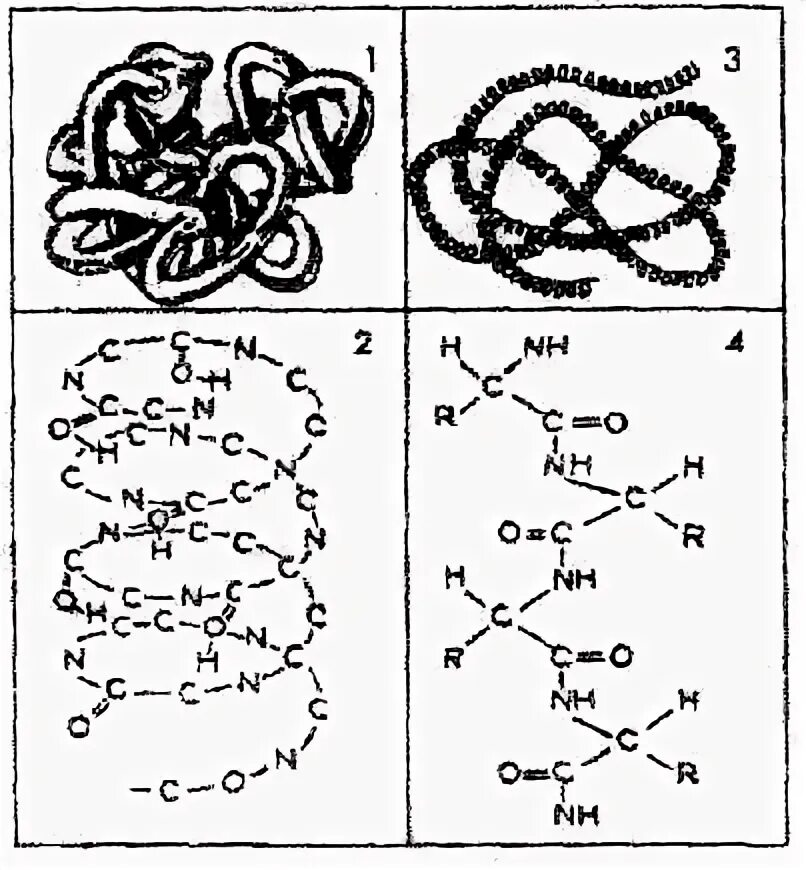 Структура белка тест. Структуры белка рисунок. Структуры белка задания. 4 Структуры белка. Структура белковой молекулы печатная форма.