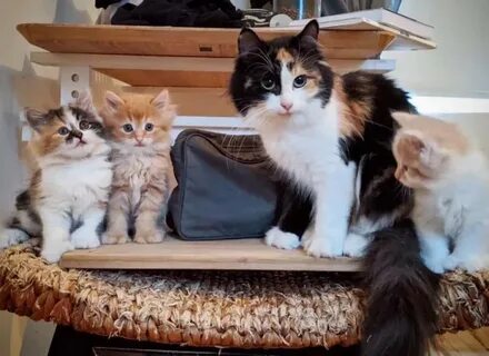 Котята встают
