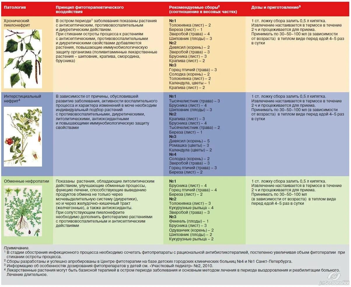 Фитотерапия при болезнях почек. Лекарственные растения при пиелонефрите. Лекарственные травы рекомендуемые при хроническом пиелонефрите. Терапия растение.
