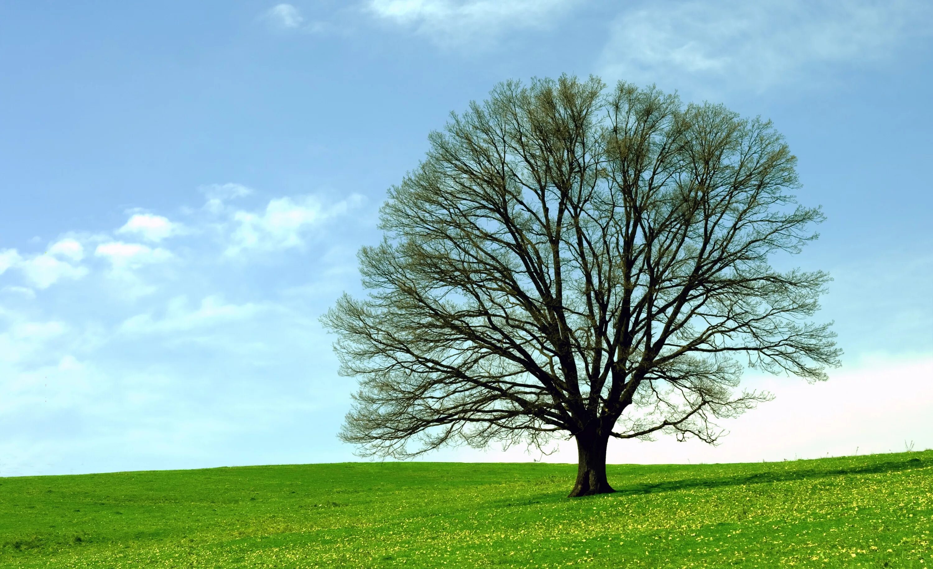 Where are the trees