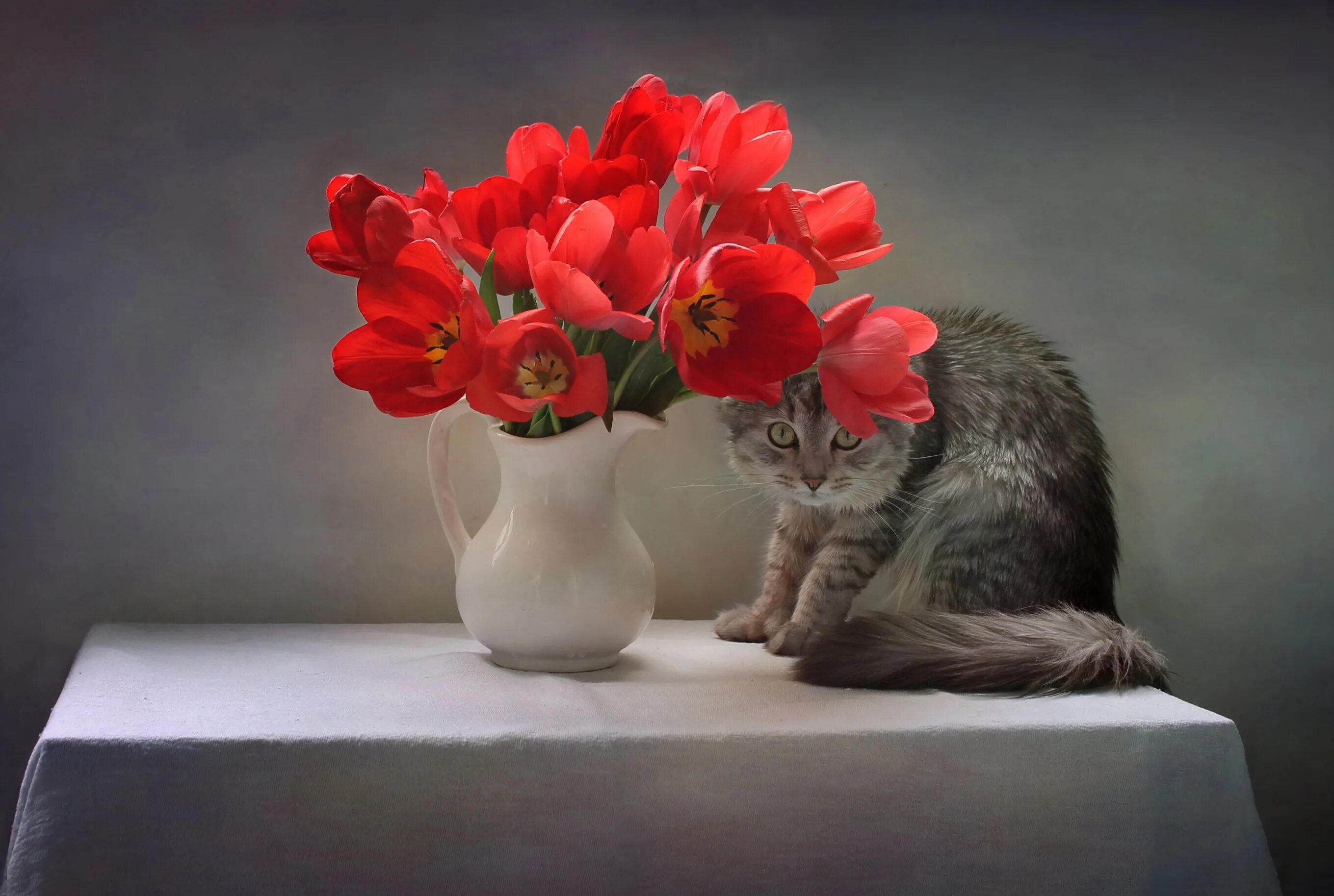 Красивые коты и цветы. Животные с тюльпанами. Натюрморт с котом. Котик с тюльпанами