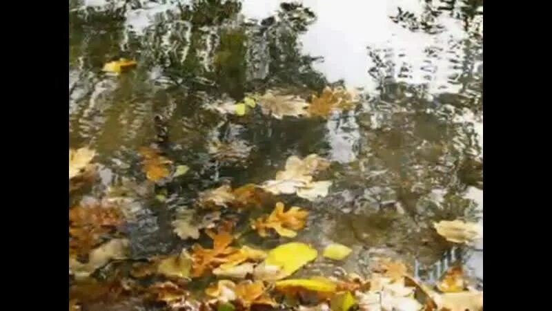 Осень желтые листья в луже. Осенние листья в луже. Осень листопад дождь. Дождь в городе анимация. Падает снег и кружатся листья