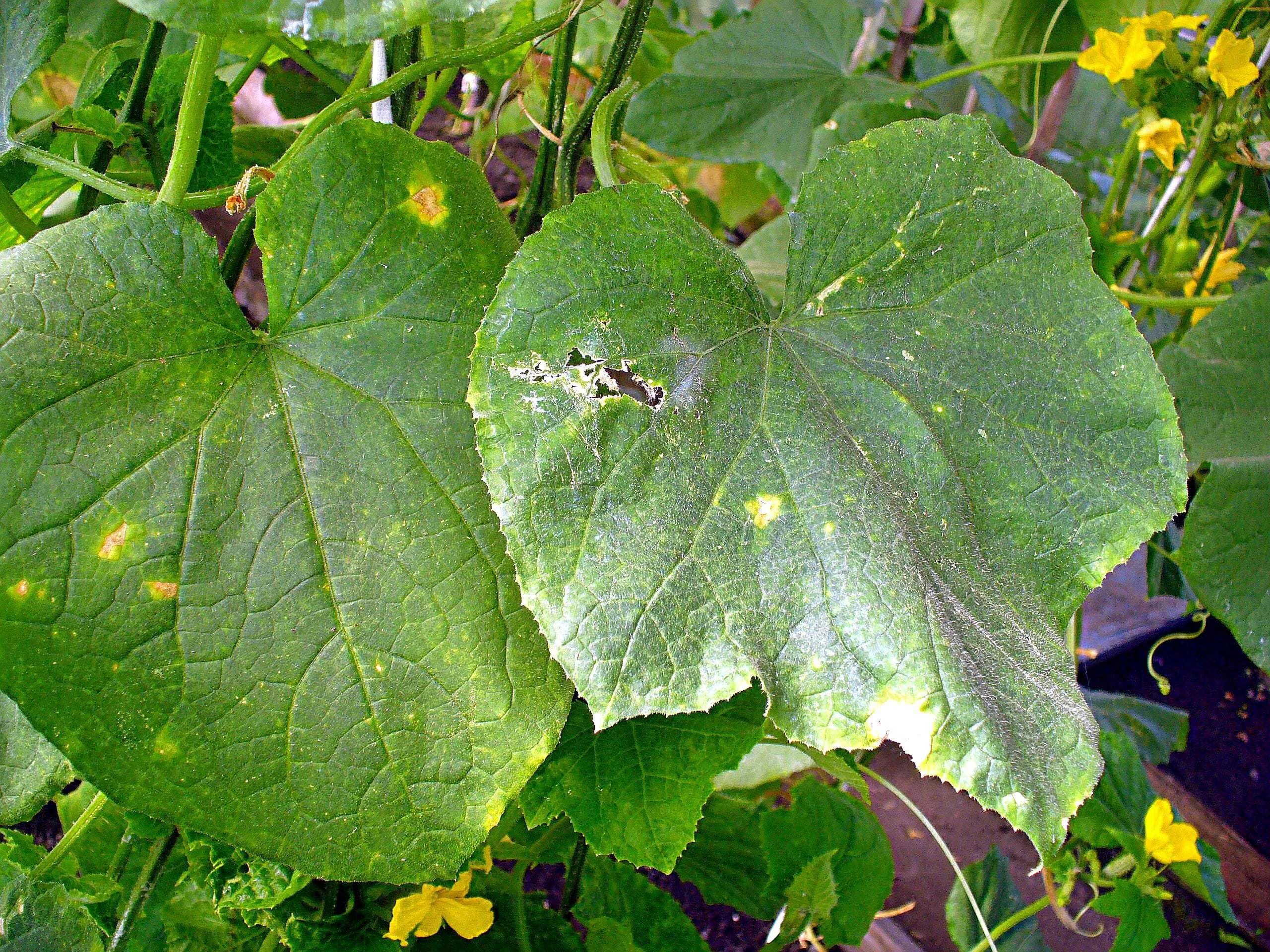 бурая пятнистость антракноз на кактусе. фузариоз рассады огурцов. болезни огурцов в теплице. огурцы болезни огурцов. пероноспороз листьев огурцов.