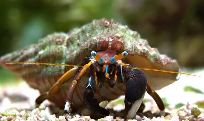 рак-отшельник клибанариус краснолапый, s /clibanarius aasp. рак-отшельник миддендорфа. Pagurus pubescens (десятиногие раки). стромбус гигас. африканский рак отшельник.