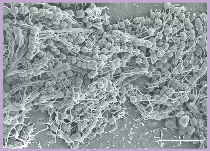 Микроорганизмы полости рта. Стрептококк Сальвариус. Salivarius k12 пробиотик. Стрептококкус саливариус 12.