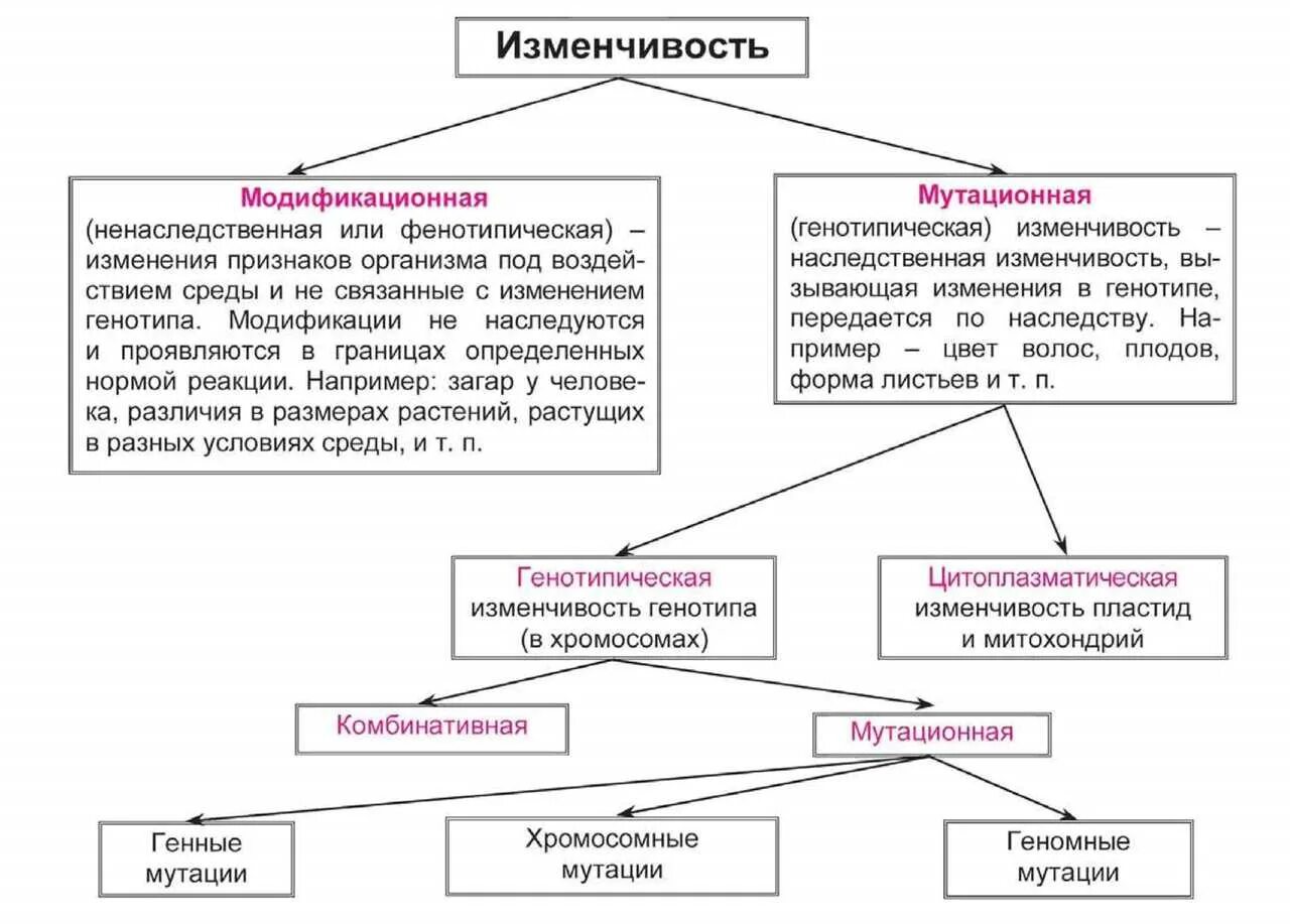 Мутационное изменение организма. Типы наследственной изменчивости таблица. Таблица типы изменчивости биология 9 класс. Основные формы изменчивости генотипическая изменчивость таблица. Биология 9 класс таблицы наследственная изменчивость.