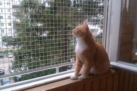 Антикошка на окна