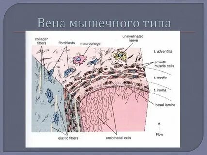 Вена какая ткань