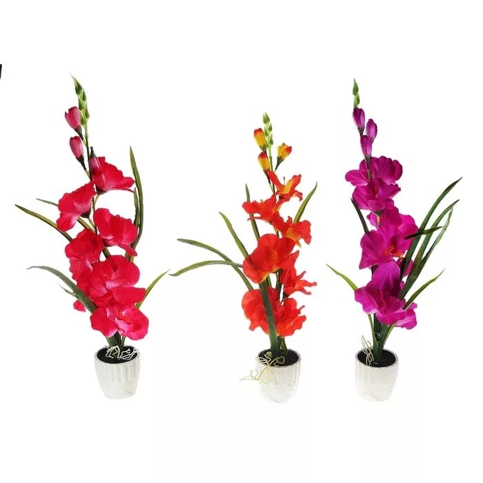 гладиолусы в горшках. гладиолус неоновое сияние. гладиолус шугар плам. гладиолус нанус микс. гладиолус тритон (triton).