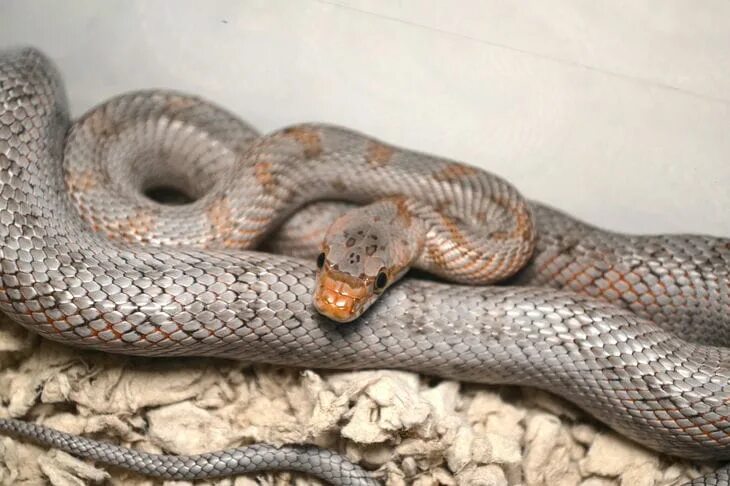 Крысиная змея фото Rat Snake Изображения: просматривайте стоковые фотографии, векторные изображения