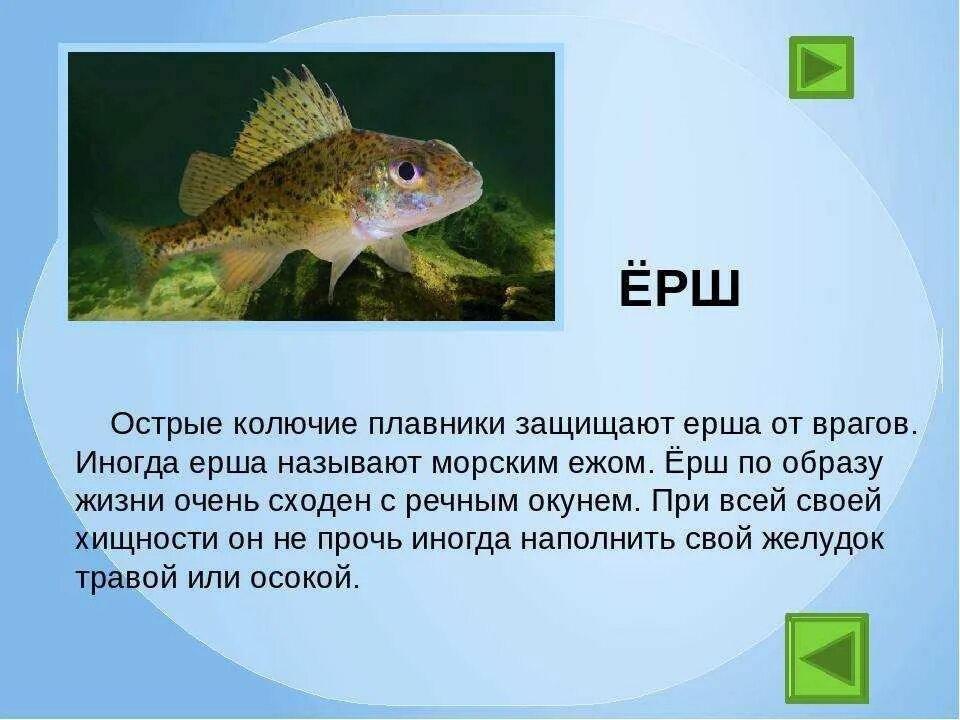 Ерш рыба описание для детей. Сообщение о рыбе. Ерш презентация. Рыба Ерш сообщение.