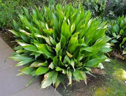 Iron plant